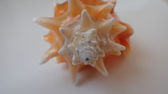 Strombus pugilis