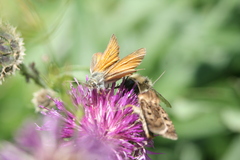 Thymelicus sylvestris
