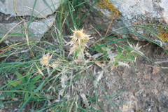 Carlina corymbosa