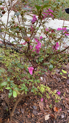 Rhododendron indicum