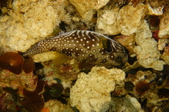 Arothron hispidus