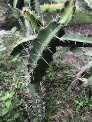 Acanthocereus