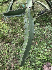 Acanthocereus