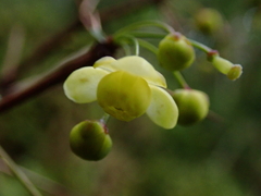 Berberis hayatana