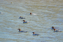 Mergus merganser