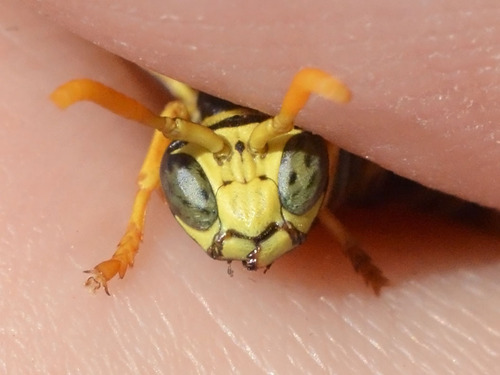 European paper wasp