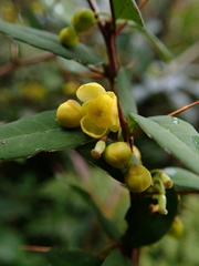 Berberis hayatana