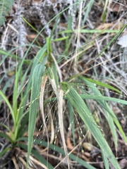Panicum