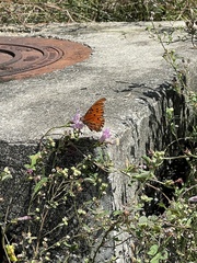 Dione vanillae