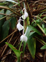 Calanthe aristulifera