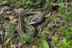 Thamnophis proximus proximus