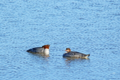 Mergus merganser