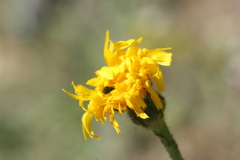 Hypochaeris maculata