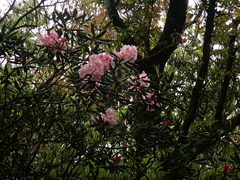 Rhododendron
