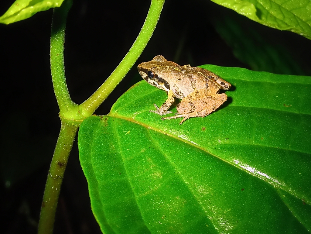 Similar Flesh-Bellied Frog