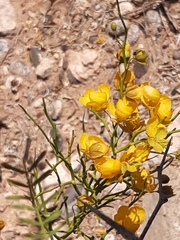 Senna aphylla
