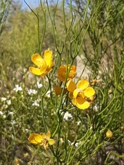 Senna aphylla