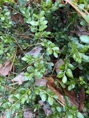 Buxus