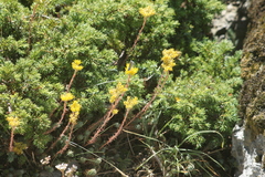 Petrosedum rupestre