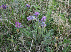 Oxytropis strobilacea
