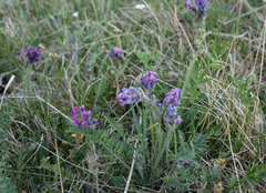 Oxytropis strobilacea
