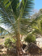 Arecaceae