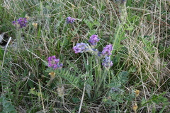 Oxytropis strobilacea