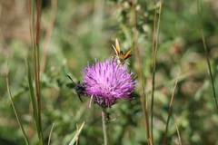 Carduus defloratus