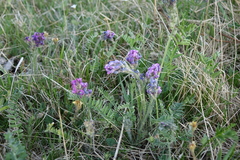 Oxytropis strobilacea