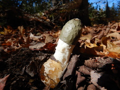 Phallus duplicatus