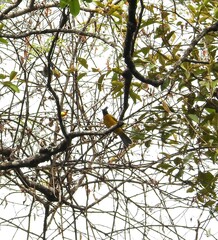 Rubigula flaviventris