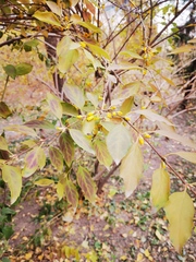 Forsythia suspensa