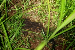 Fejervarya cancrivora