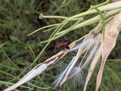 Lygaeus kalmii