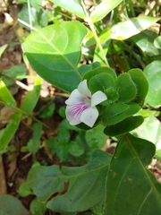 Acanthoideae