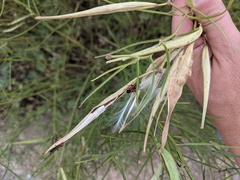 Lygaeus kalmii