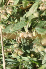 Cerastium beeringianum