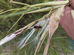 Lygaeus kalmii
