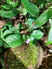 Acanthoideae