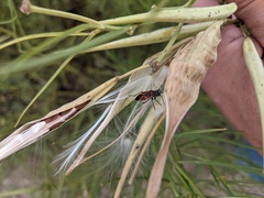 Lygaeus kalmii