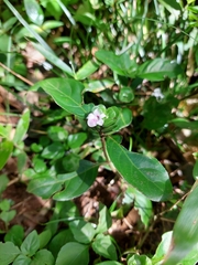 Acanthoideae