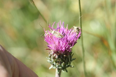Calocoris roseomaculatus