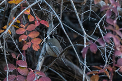 Periparus ater michalowskii