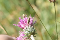 Calocoris roseomaculatus