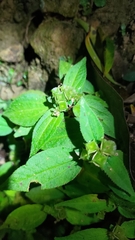 Sarcopyramis napalensis