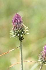 Carduus defloratus