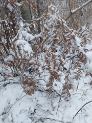 Pteridium aquilinum latiusculum