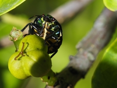 Poecilocoris lewisi