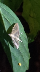 Pyraustini