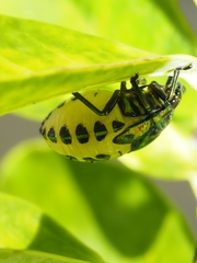 Poecilocoris lewisi